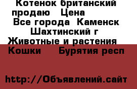 Котенок британский продаю › Цена ­ 3 000 - Все города, Каменск-Шахтинский г. Животные и растения » Кошки   . Бурятия респ.